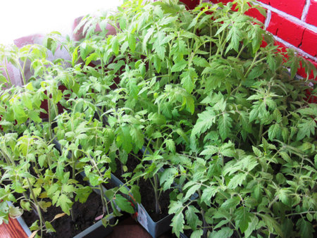 seedling of tomatoの写真素材