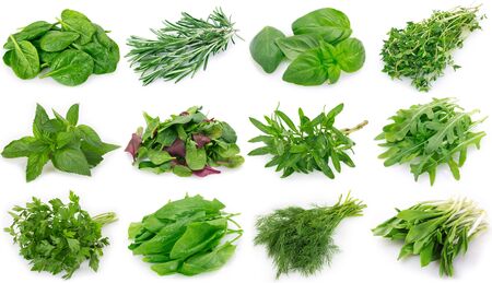 collection of fresh herbs isolated on white backgroundの写真素材