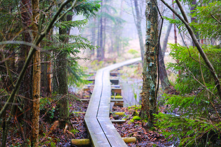 forest pathの写真素材