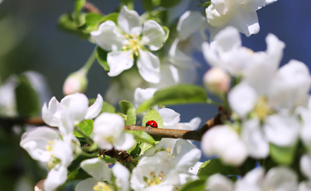 beetleの写真素材