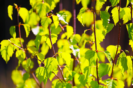 leavesの写真素材