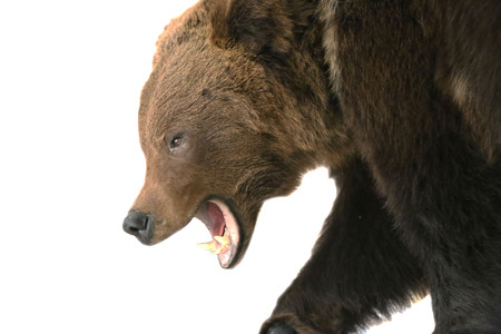 bear isolated on whiteの写真素材