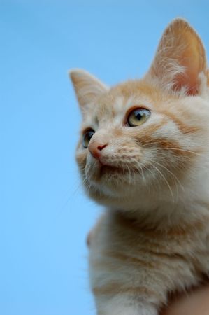Orange tabby kitten portrait.の写真素材