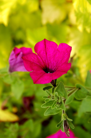 Campanula bell-fowerの写真素材