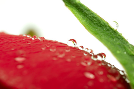 Close-up shot of a red rose bud with water drops on petalsの写真素材