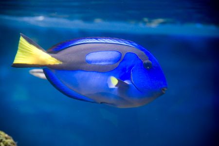 Wedgetailed Blue Tang (Paracanthurus hepatus)の写真素材