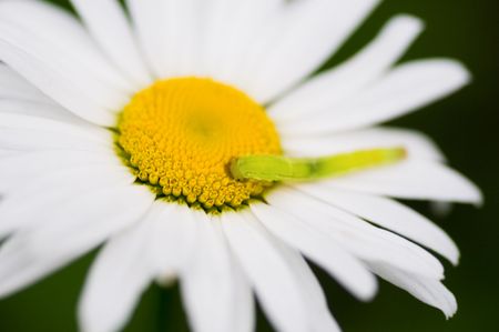 Caterpillar on Chamomileの写真素材