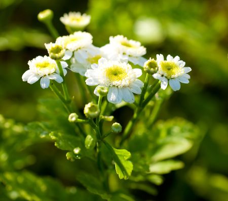 white beautiful flowers on the green backgrounの写真素材