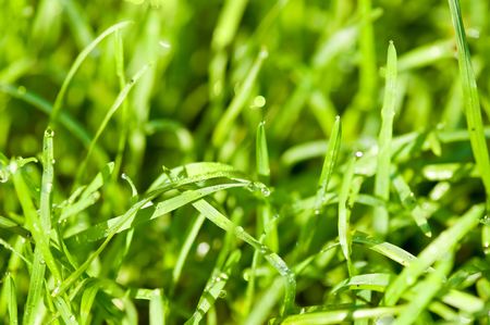 Close-up of fresh green straws with water 

の写真素材
