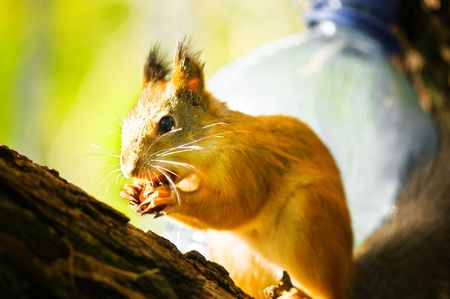 squirrel siting on branch with a nut in his mouthの写真素材