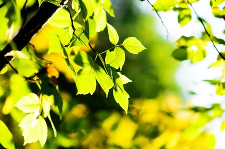  green leaves, shallow focusの写真素材