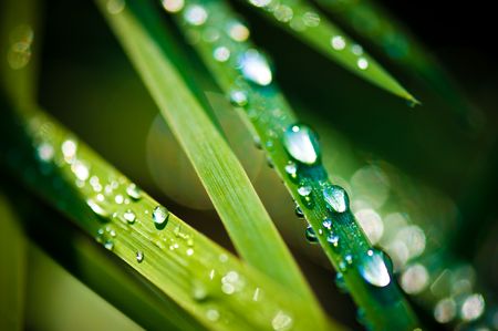 Close-up of fresh green straws with water drops の写真素材
