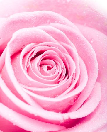 pink rose
の写真素材