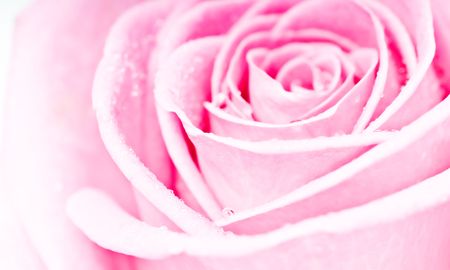 pink rose
の写真素材