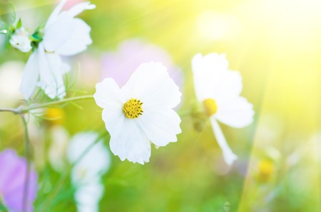 white beautiful flowers on the green background.
の写真素材