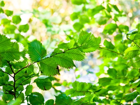 green leavesの写真素材