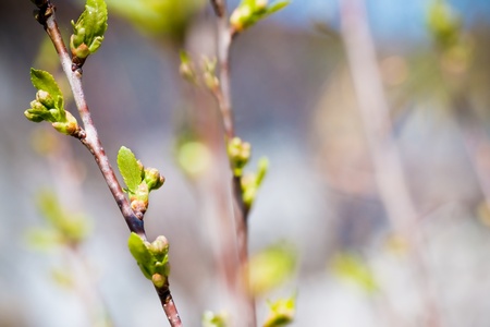 burgeons with green leaves の写真素材