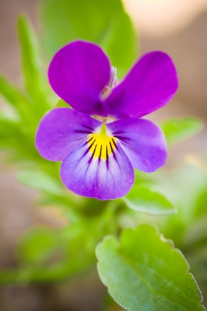 Violet flower against green background の写真素材