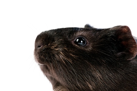 brown cavy on white background の写真素材