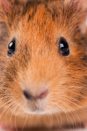 guinea pig on the white backgroundの写真素材