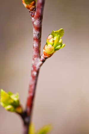 burgeons with green leaves の写真素材