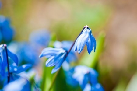 Spring blue flowers (Scilla Sibirica) の写真素材