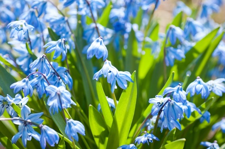 Spring blue flowers (Scilla Sibirica) 