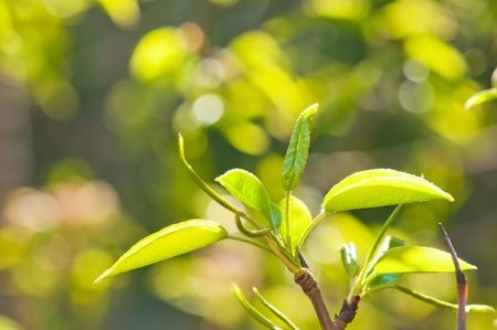 Green spring leaves 