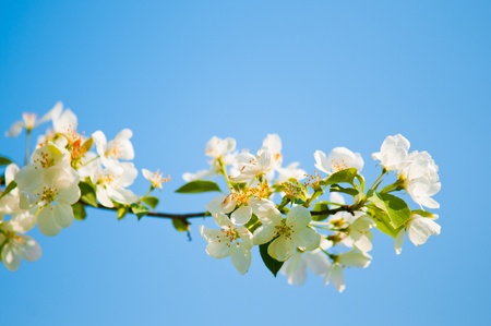 A blooming branch of apple tree in spring 