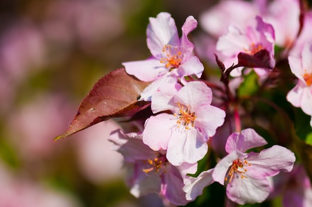 A blooming branch of apple tree in spring 