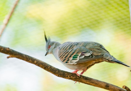 Bird sitting on a branch in Prague zoo の写真素材