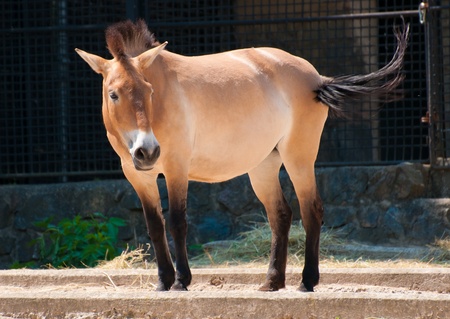 Przewalski's Horseの写真素材