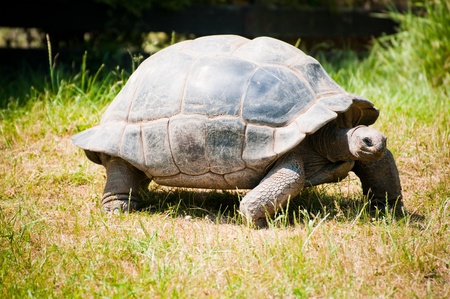 The Santa-Cruz GalÃ¡pagos tortoise