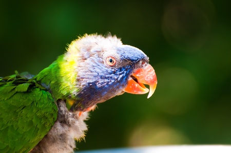 rainbow lorikeet 