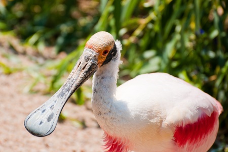 Rosette spoonbillの写真素材