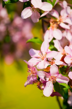 A blooming branch of apple tree in spring の写真素材