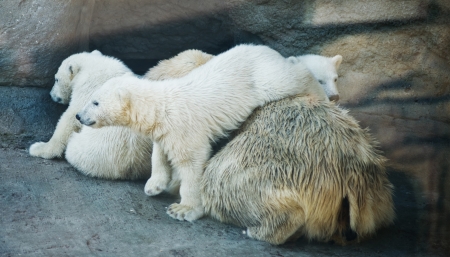 polar bearsの写真素材