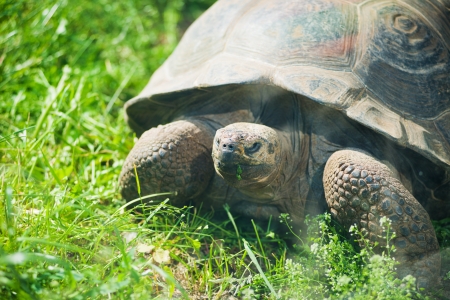 Galapagos giant tortoise on grass の写真素材
