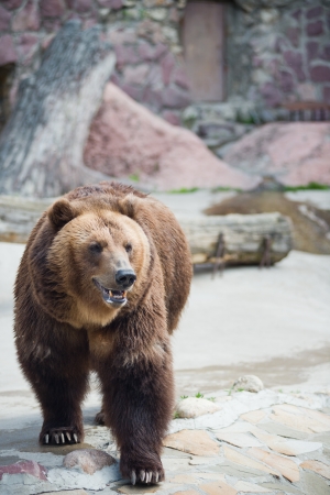 brown bear / Ursus arctos / urs carpatin の写真素材