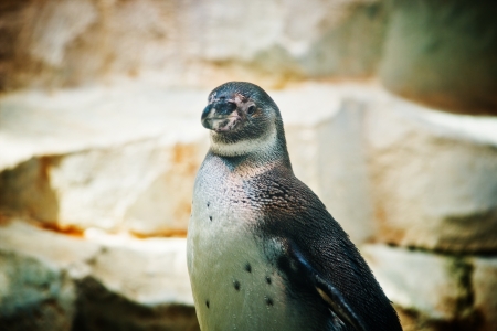 penguinの写真素材