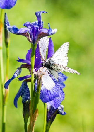iris blooming and butterfly Aporia crataegiの写真素材