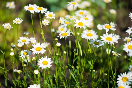 white beautiful chamomiles の写真素材