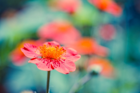 Geum. Beautiful red flowersの写真素材
