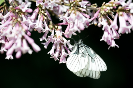 Fragrant lilac blossoms (Syringa vulgaris) and butterfly Aporia crataegiの写真素材