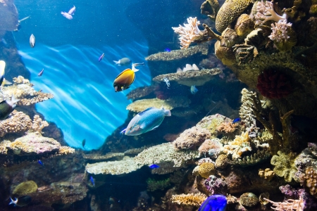 fishesの写真素材