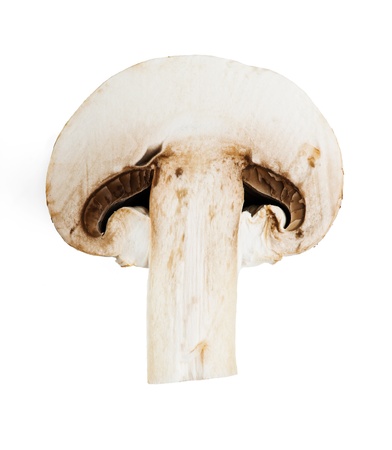 Champignon mushroom on white background の写真素材