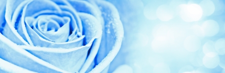 blue rose with lights in the background  の写真素材