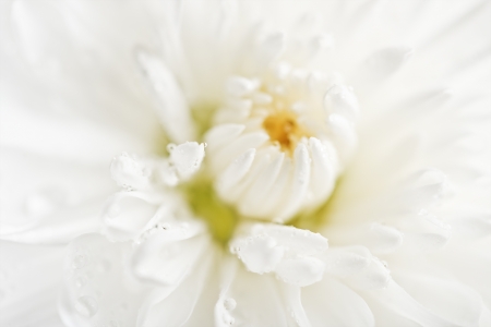 Close up of white flower aster, daisy の写真素材
