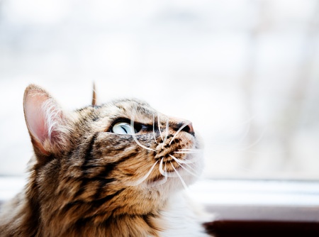 Cat looking up 