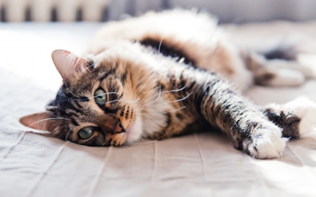 Grey cat lying on bed の写真素材